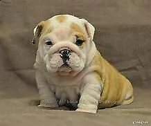 cucciolotti di bulldog inglese, di 90 giorni