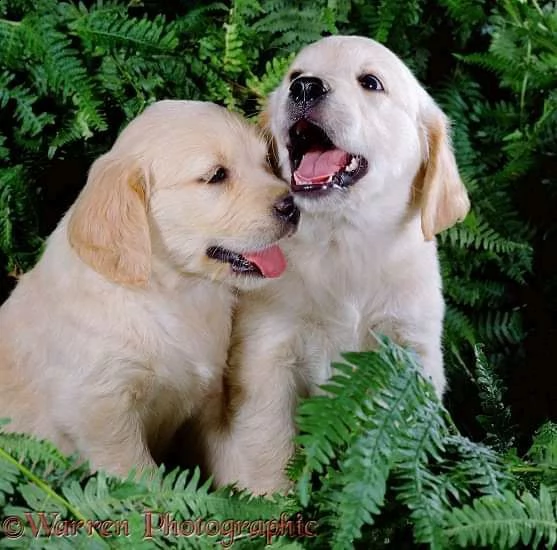 cuccioli di labrador 