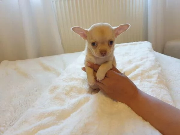 abbiamo a disposizione dei buonissimi cucciolini di pincher chihuahua