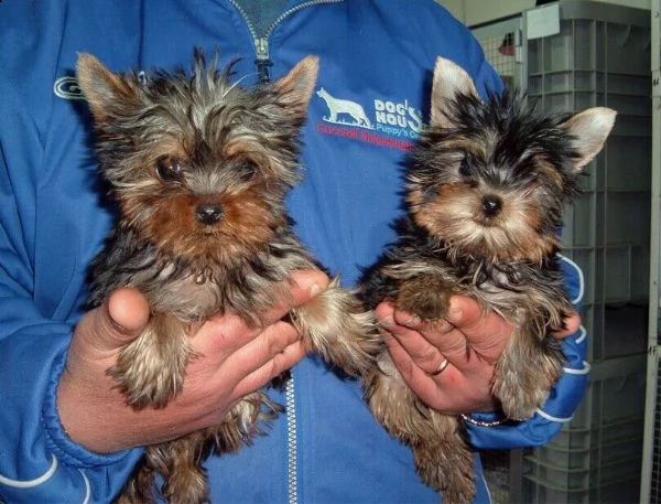 cuccioli di yorkshire toy