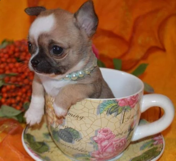 misto chihuahua super toy
