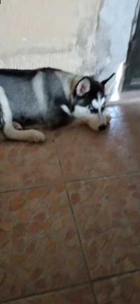 cucciolo di husky di 3 mesi e 20giorni