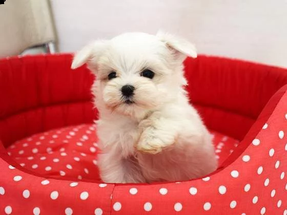 cuccioli maltese toy