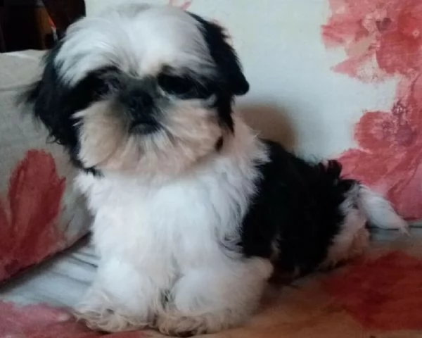 gentilissimi cucciolini di shitzu, di 90 giorni