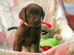 regalo cuccioli di labrador  
