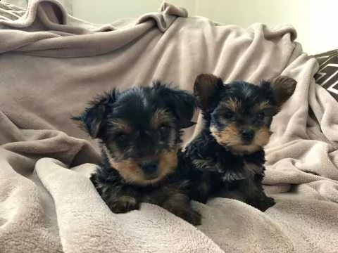  cuccioli di yorkie maschio e femmina