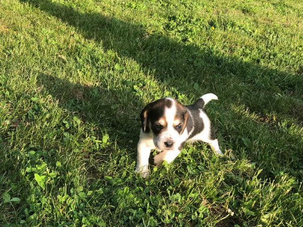 regalo cuccioli di beagle a tre colori i | Foto 0
