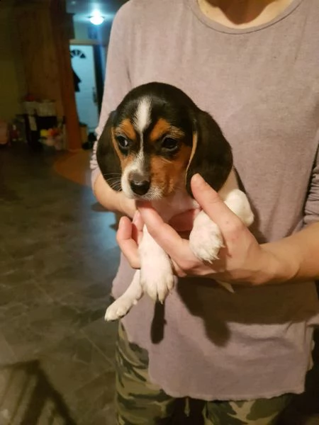 regalo cuccioli di beagle a tre colori i