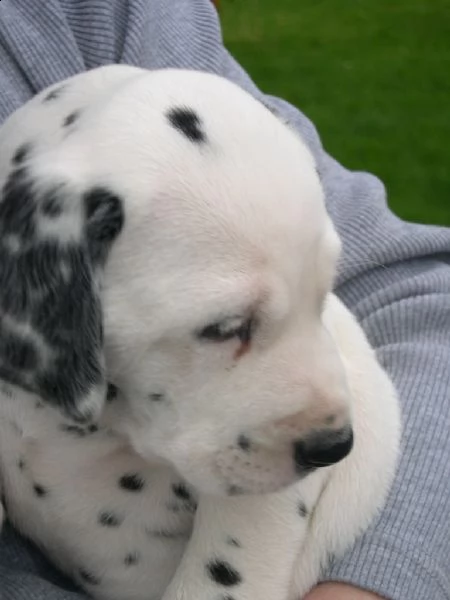 dalmati piacevoli da 250e spedizione gratuita | Foto 1