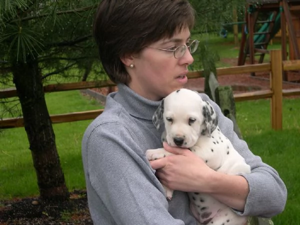 dalmati piacevoli da 250e spedizione gratuita | Foto 0