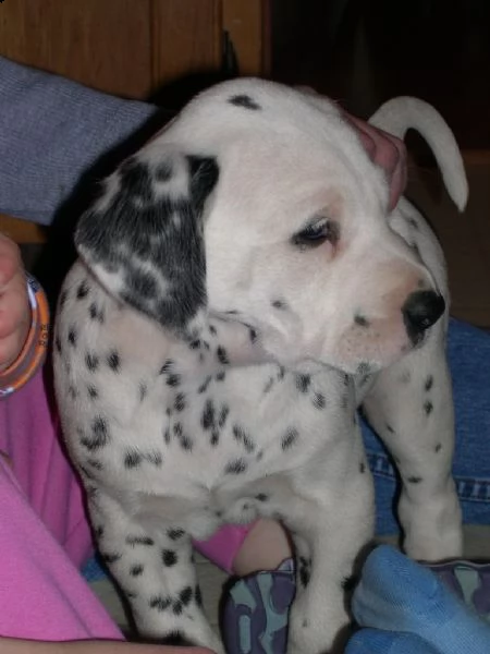 dalmati piacevoli da 250e spedizione gratuita