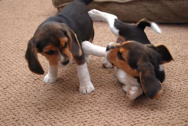 cucciolo cuccioli beagle tricolore | Foto 0