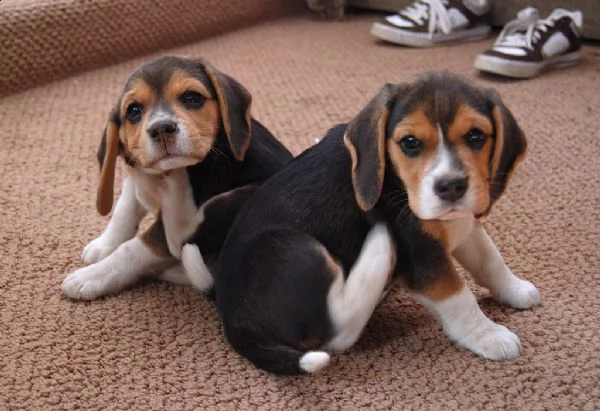 cucciolo cuccioli beagle tricolore