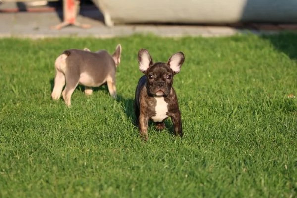 bulldog - bouledogue francese blu cuccioli | Foto 3