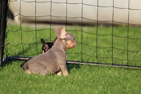bulldog - bouledogue francese blu cuccioli | Foto 2