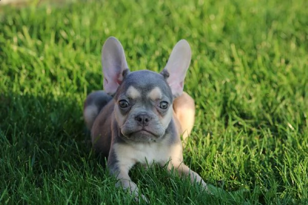 bulldog - bouledogue francese blu cuccioli | Foto 1