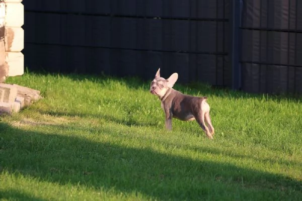 bulldog - bouledogue francese blu cuccioli | Foto 0