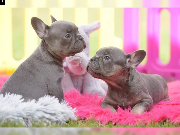 cuccioletti di bulldog francese blu!