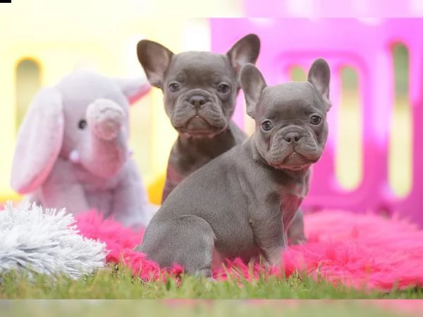 cuccioletti di bulldog francese blu! | Foto 0