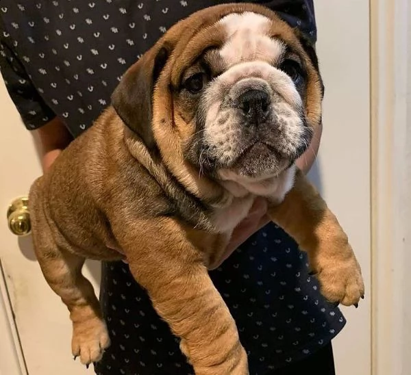 cuccioli di bulldog inglese super carini