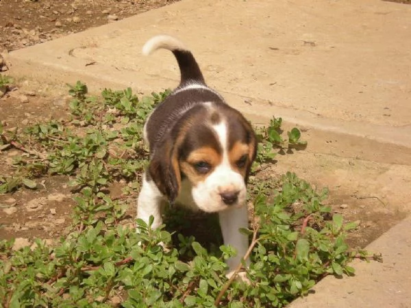 beagle cuccioli