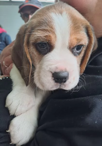 Beagle cuccioli