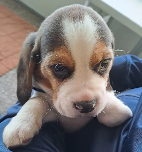 Beagle cuccioli | Foto 0