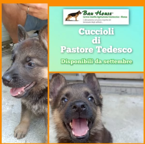 Cuccioli di Pastore Tedesco