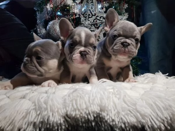 bouledogue francaise black&tan