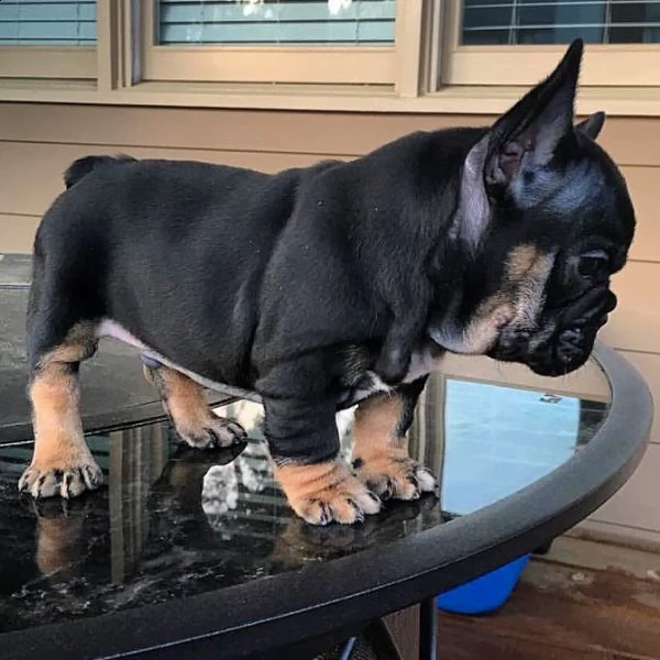 bouledogue francaise black&tan | Foto 2