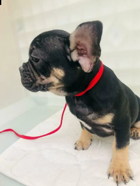 bouledogue francaise black&tan | Foto 1