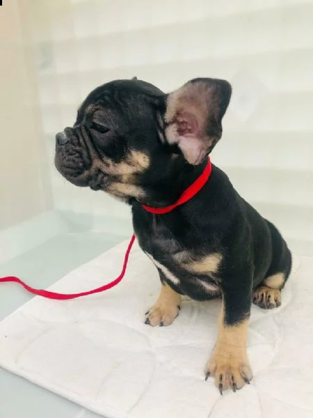 bouledogue francaise black&tan | Foto 0