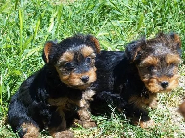 cuccioletto di york shire mini toy | Foto 3