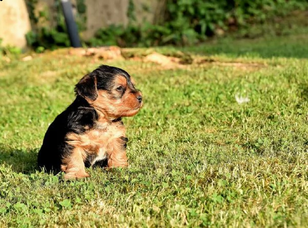cuccioletto di york shire mini toy