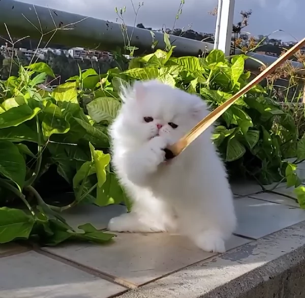 simpatici gattini di gatto persiano