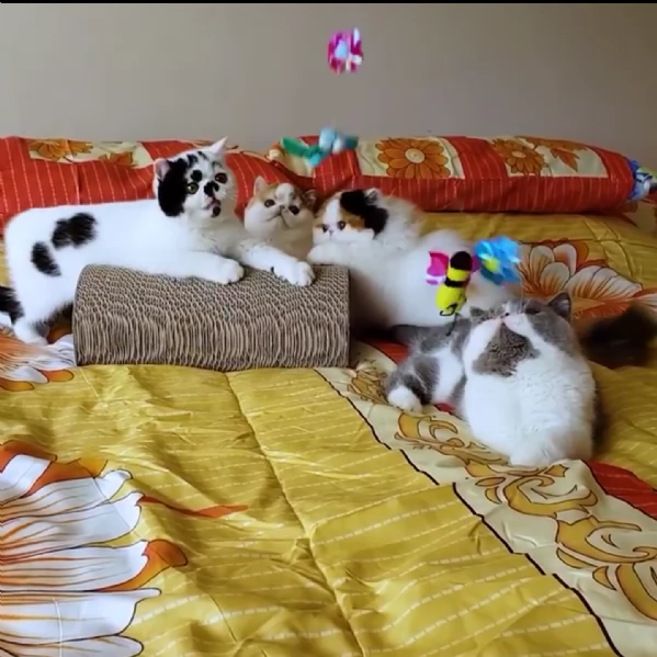 simpatici gattini di gatto persiano | Foto 0