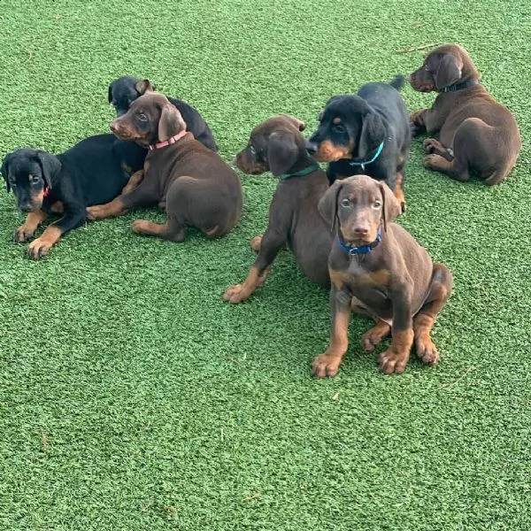 cuccioli di dobermann super carini | Foto 0