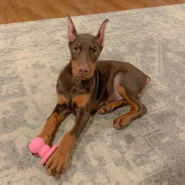 cuccioli di dobermann super carini