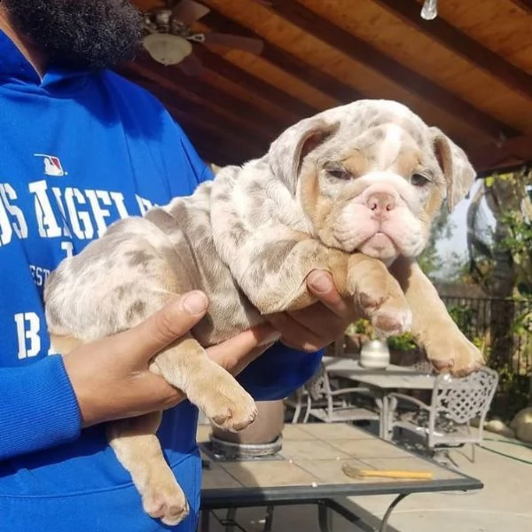 cuccioli di bulldog inglese maschio e femmina | Foto 0