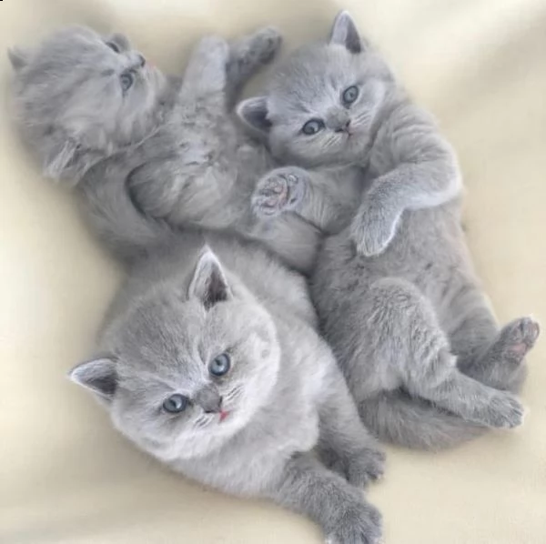 bellissimi gattini british shorthair disponibili per nuove case. 