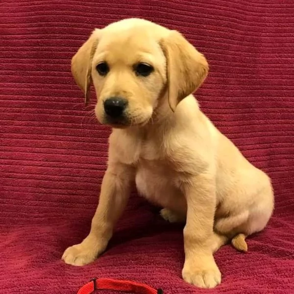 cuccioli di labrador 