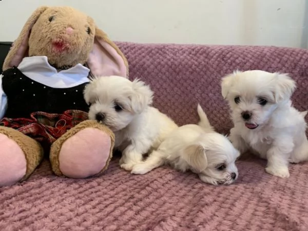 cuccioli maltese toy