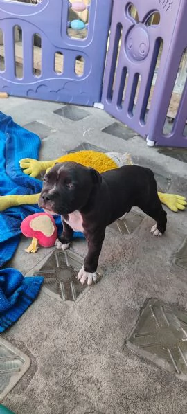 Cucciolo Staffy  | Foto 3