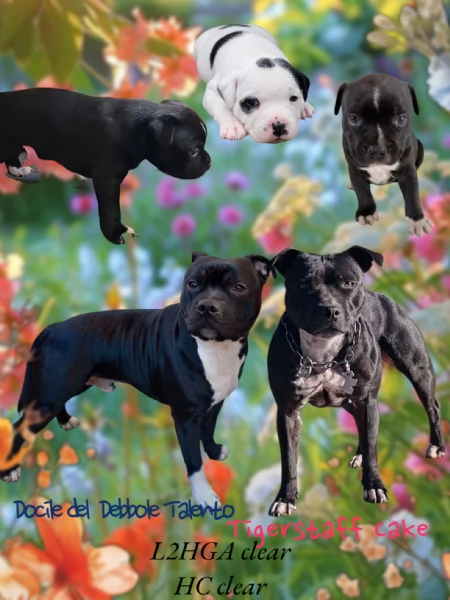 Cucciolo Staffy  | Foto 2