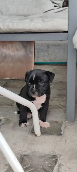 Cucciolo Staffy  | Foto 1