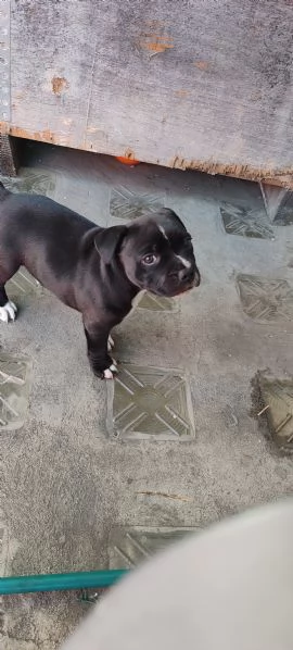 Cucciolo Staffy  | Foto 0