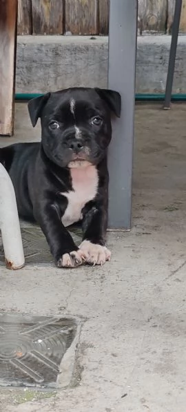 Cucciolo Staffy 