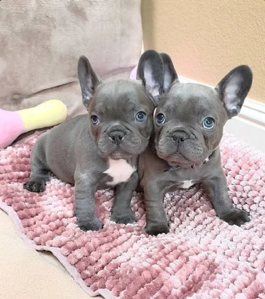 cuccioli di bulldog francese blu