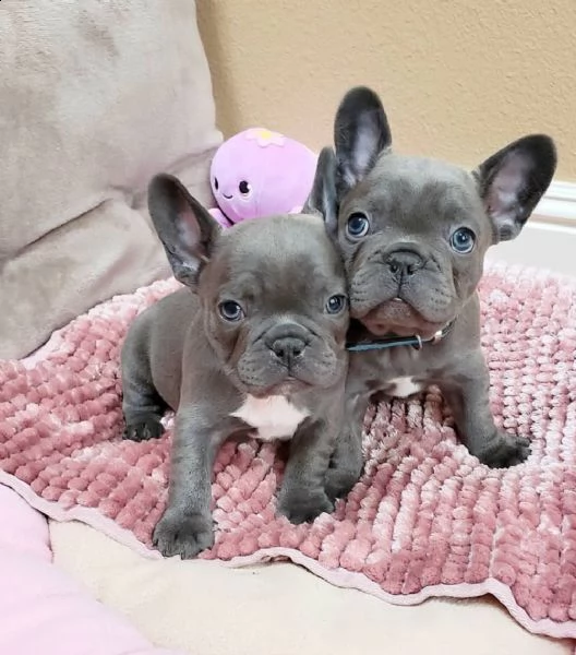 cuccioli di bulldog francese blu | Foto 0