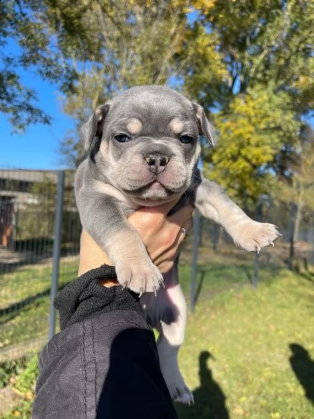 bellissimo cuccioli di bouledogue francese | Foto 2